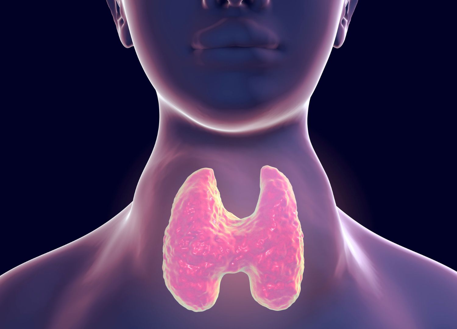 2 Thyroid